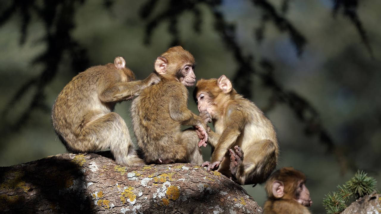 Macaques